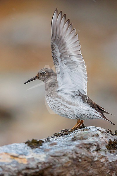 Purple Sandpiper (Calidris maritima), side view of an adult displaying on a rock, Northeastern Region, Iceland stock-image by Agami/Saverio Gatto,