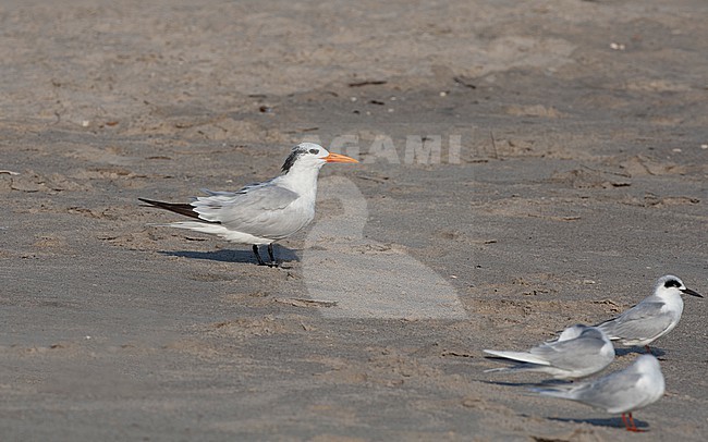 Royal Tern (Thalasseus maximus) standing at beach at Cape May, New Jersey, USA stock-image by Agami/Helge Sorensen,