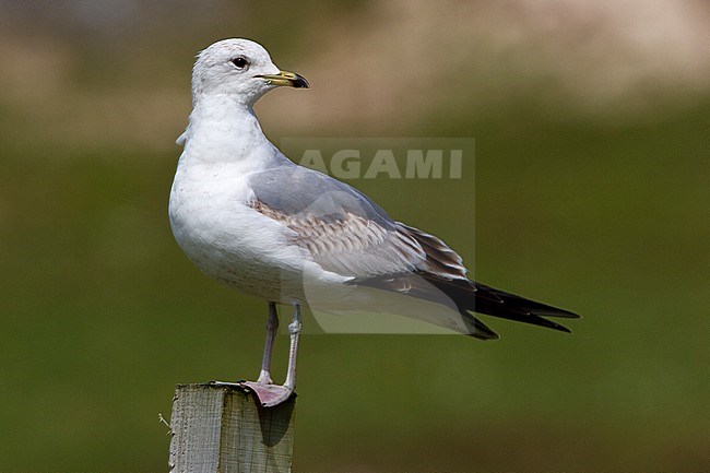 Second calendar year Common Gull (Larus canus canus) perched in Scotland in spring. stock-image by Agami/Rafael Armada,