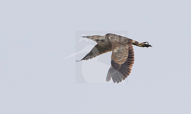 American Bittern (Botaurus lentiginosus) in flight against a grey sky as background. stock-image by Agami/Brian Sullivan,