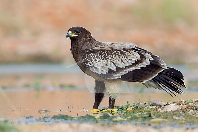 Greater Spotted Eagle, Juvenile standing on the ground, Salalah, Dhofar, Oman (Clanga clanga) stock-image by Agami/Saverio Gatto,