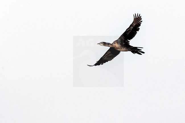 Pygmy Cormorant (Microcarbo pygmaeus) at the Bulgarian coast during autumn migration. stock-image by Agami/Marc Guyt,