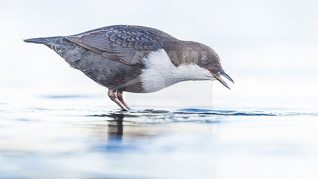 White-throated Dipper ssp cinlus (Cinclus cinclus cinclus, Black-bellied Dipper) stock-image by Agami/Lennart Verheuvel,