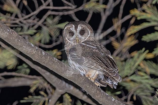 Mottled Owl (Strix virgata squamulata ) in western Mexico. stock-image by Agami/Pete Morris,