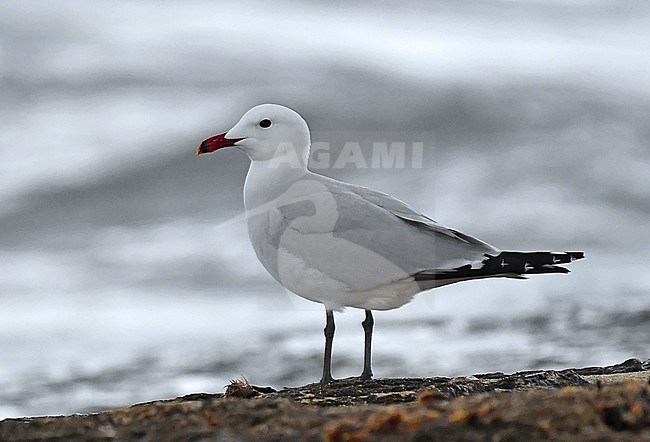 Audouin's Gull is one of the most beautiful gulls in the world. stock-image by Agami/Eduard Sangster,