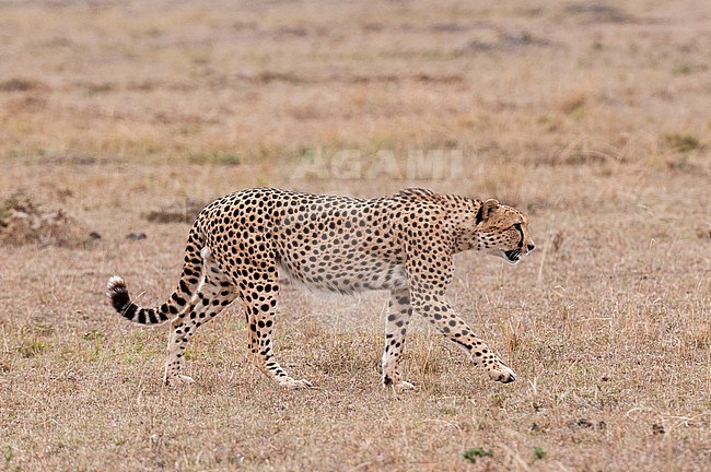 Portrait of a cheetah, Acinonyx jubatus, walking. Masai Mara National Reserve, Kenya. stock-image by Agami/Sergio Pitamitz,