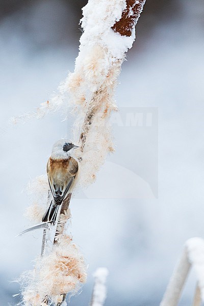 Eurasian Penduline Tit - Beutelmeise - Remiz pendulinus ssp. pendulinus, France (Alsace), male, wintering bird stock-image by Agami/Ralph Martin,