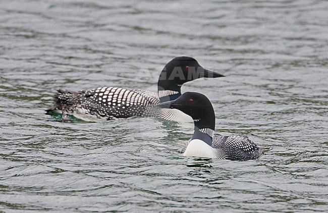 Great Northern Loon adult swimming; IJsduiker volwassen zwemmend stock-image by Agami/Markus Varesvuo,
