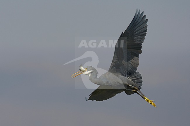 Donkere vorm Westelijke Rifreiger; Dark morph Western Reef heron stock-image by Agami/Daniele Occhiato,