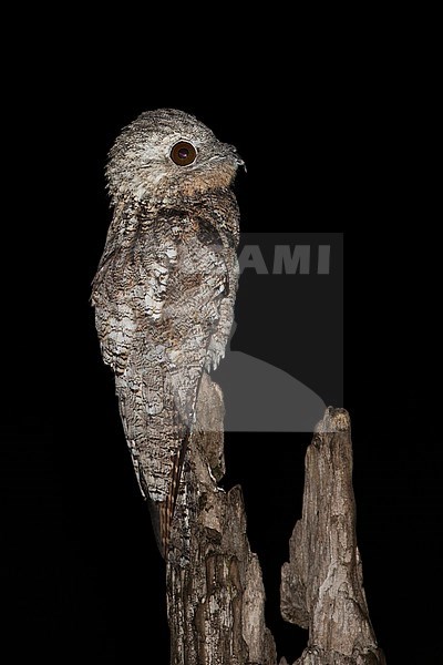 Great Potoo at Finca Porvenír, Meta, Colombia stock-image by Agami/Tom Friedel,