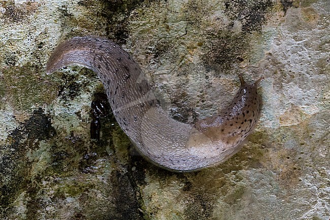 Great Grey Slug (Limax maximus), adult on a rock, Campania, Italy stock-image by Agami/Saverio Gatto,