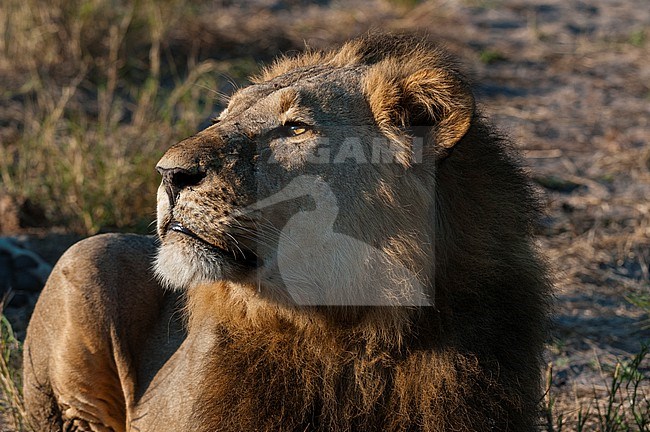 Portrait of a male lion, Panthera leo, resting. Linyanti, Botswana. stock-image by Agami/Sergio Pitamitz,