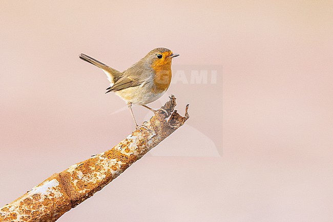 stock-image by Agami/Menno van Duijn,