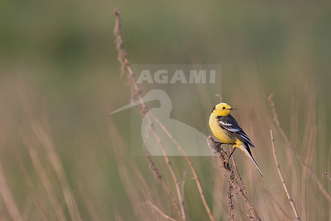 Citrine Wagtail - Zitronenstelze - Motacilla citreola ssp. citreola, Russia stock-image by Agami/Ralph Martin,