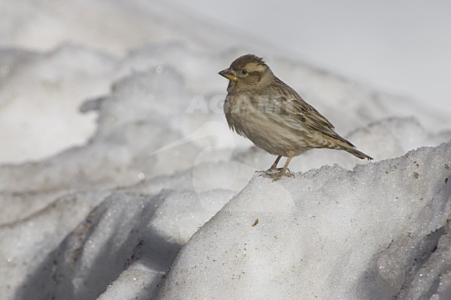 Rock Sparrow adult in snow, Rotsmus volwassen in sneeuw stock-image by Agami/Daniele Occhiato,