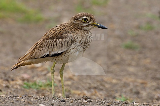 Volwassen Senegalese Griel; Adult Senegal Thick-Knee stock-image by Agami/Daniele Occhiato,