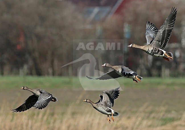 Greater White-fronted Goose (Anser albifrons), two first winter birds in flight with orange bill, seen from the side, showing upperwing. stock-image by Agami/Fred Visscher,