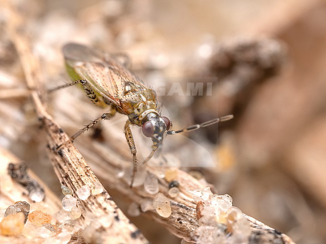 Dicyphus annulatus stock-image by Agami/Arnold Meijer,