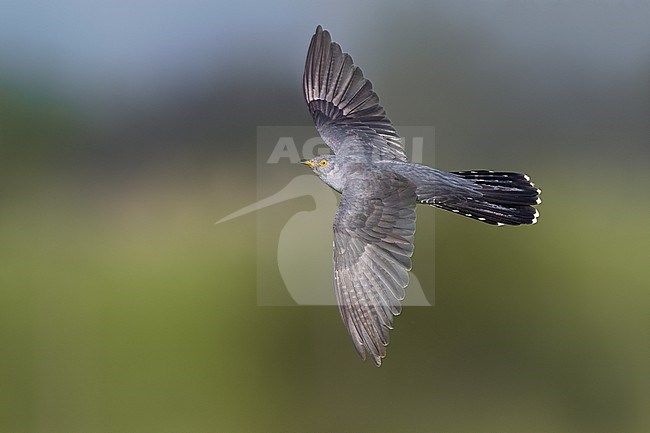 Common Cuckoo (Cuculus canorus) in Italy. stock-image by Agami/Daniele Occhiato,