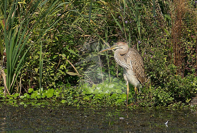 Juvenile bird. stock-image by Agami/Kris de Rouck,