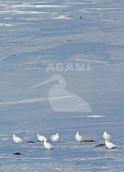 Alpensneeuwhoen, Rock Ptarmigan, lagopus muta stock-image by Agami/Markus Varesvuo,