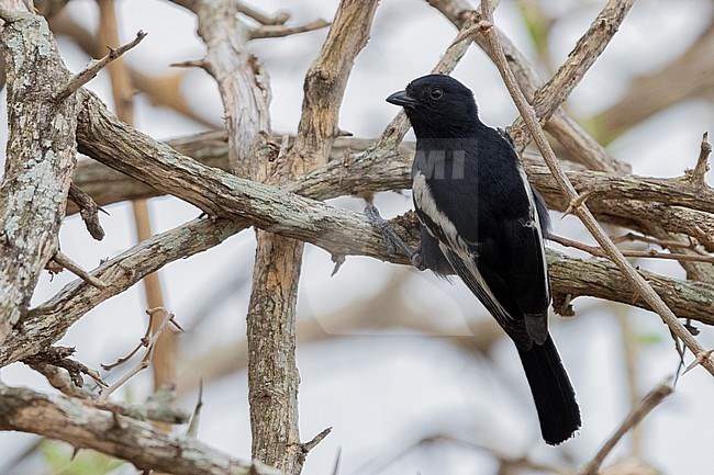 Southern Black Tit (Melaniparus niger), adult perched on a branch, Mpumalanga, South Africa stock-image by Agami/Saverio Gatto,