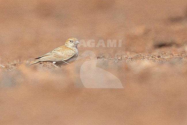 Black-crowned Sparrow-Lark (Eremopterix nigriceps), resting on the ground, with an orange background, in Cape Verde. stock-image by Agami/Sylvain Reyt,