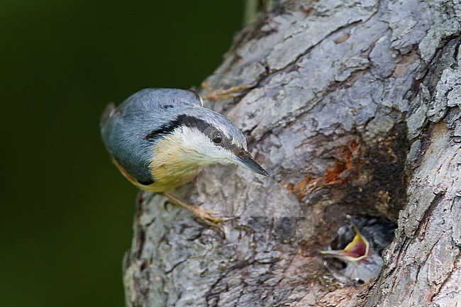 European Nuthatch - Kleiber - Sitta europaea ssp. caesia, Germany, adult feeding a chick. stock-image by Agami/Ralph Martin,