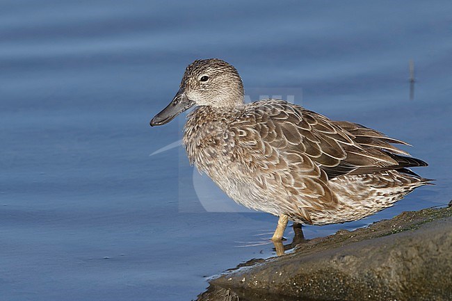 Adult female Blue-winged Teal (Anas discors) in winter
San Diego Co., CA
January 2016 stock-image by Agami/Brian E Small,