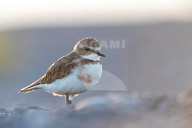 Double-banded plover (Charadrius bicinctus bicinctus) standing on the beach of Kaikoura in New Zealand. Also known as the Banded Dotterel or Pohowera. stock-image by Agami/Marc Guyt,
