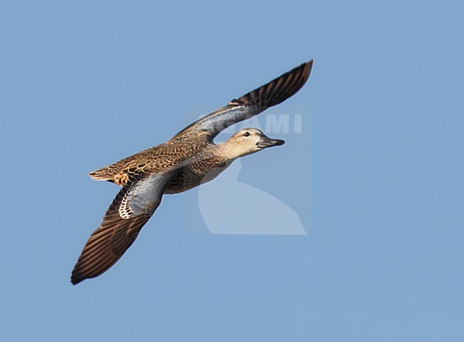  stock-image by Agami/Mike Danzenbaker,
