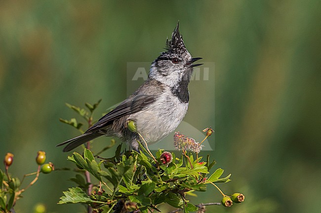 Zingende Kuifmees; Crested Tit singing stock-image by Agami/Daniele Occhiato,