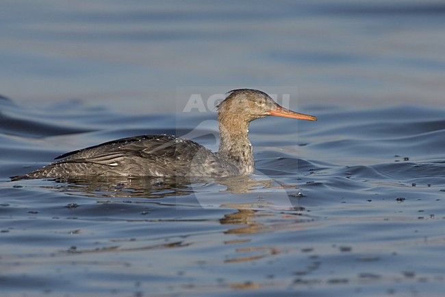 Red-breasted Merganser female swimming, Middelste Zaagbek vrouwtje zwemmend stock-image by Agami/Daniele Occhiato,