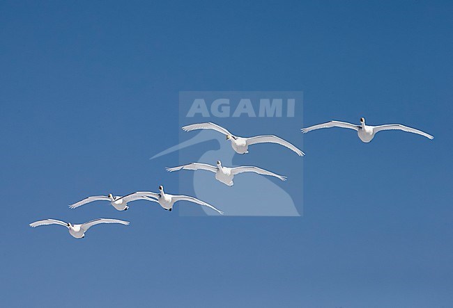 Whooper Swans (Cygnus cygnus) wintering on Hokkaido in northern Japan. stock-image by Agami/Markus Varesvuo,