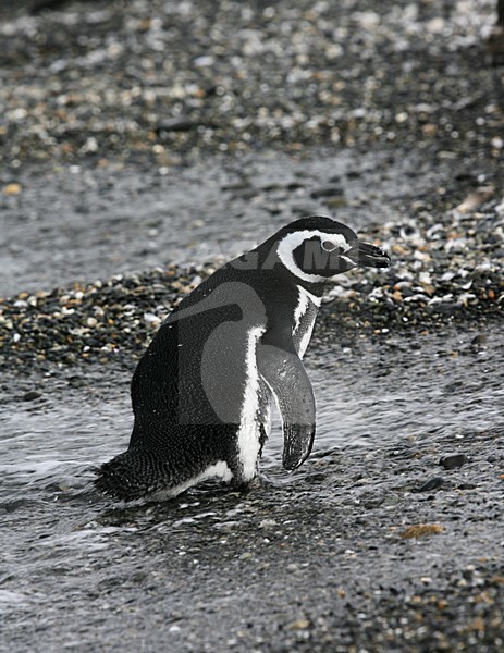 Magelhaenpinguin op het strand; Magellanic Penguin on the shore stock-image by Agami/Marc Guyt,