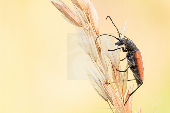Anastrangalia reyi - Gebirgs-Halsbock, Germany (Baden-Württemberg), imago, female stock-image by Agami/Ralph Martin,