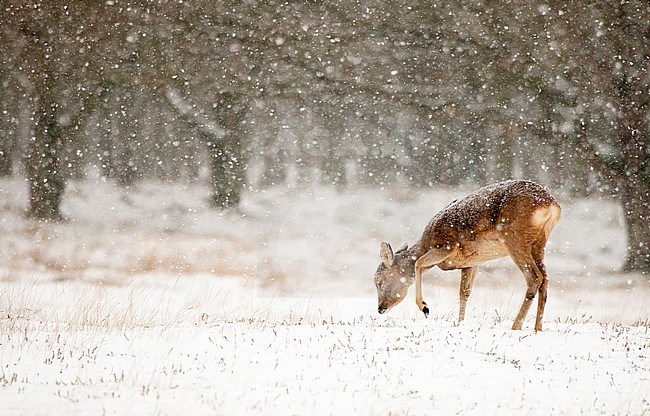 Roe deer (Capreolus capreolus) foraging in dunes in winter stock-image by Agami/Caroline Piek,