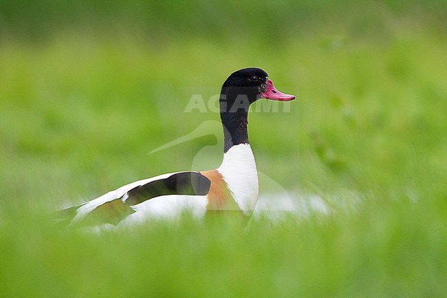 Bergeend; Common Shelduck stock-image by Agami/Roy de Haas,