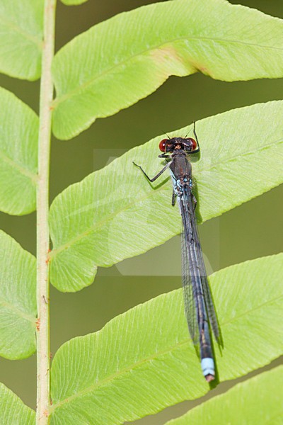 Grote roodoogjuffer, Large Redeye stock-image by Agami/Theo Douma,