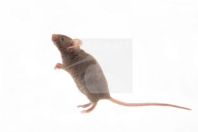 Huismuis, House Mouse, Mus musculus stock-image by Agami/Theo Douma,