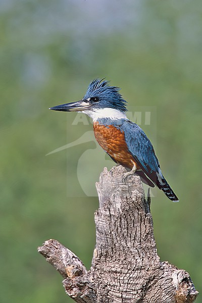 Adult male
Hidalgo Co., TX
January 2003 stock-image by Agami/Brian E Small,