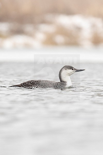 Adult winter Red-throated Diver (Gavia stellata) swimming on an inland river in Great Britain. stock-image by Agami/Josh Jones,