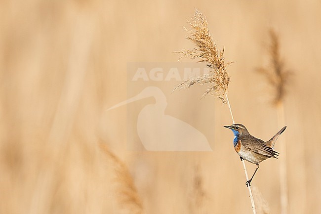 Bluethroat - Blaukehlchen - Cyanecula svecica ssp. cyanecula, Germany (Baden-Württemberg), adult, male stock-image by Agami/Ralph Martin,