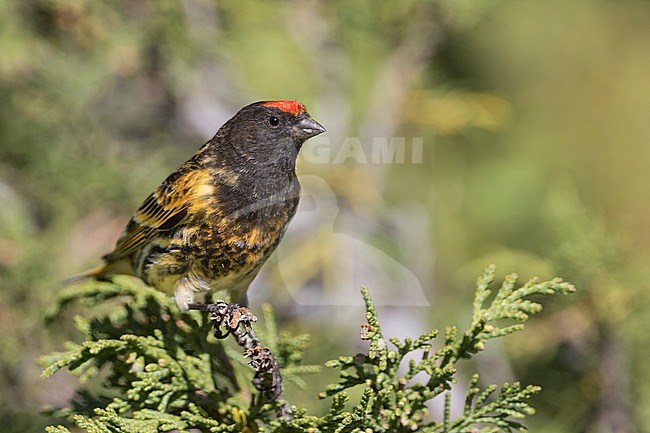 Red-fronted Serin - Rotstirngirlitz - Serinus pusillus: Kyrgyzstan stock-image by Agami/Ralph Martin,
