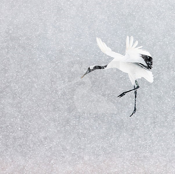 Red-crowned Crane (Grus japonicus) Hokkaido Japan February 2014 stock-image by Agami/Markus Varesvuo,