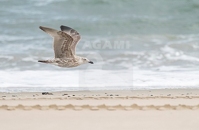 Immature European Herring Gull (Larus argentatus) flying over the beach of Wadden island Vlieland in the Netherlands. Side view, showing under wing. stock-image by Agami/Marc Guyt,