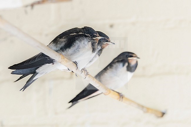 Immature Barn Swallow,s stock-image by Agami/Wil Leurs,