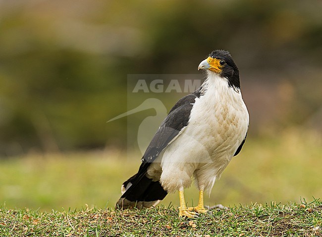 White-throated Caracara (Daptrius albogularis) standing on grass, Patagonia, Chile, South-America. stock-image by Agami/Steve Sánchez,