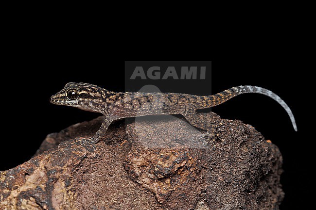 Darwin’s Leaf-toed Gecko (Phyllodactylus darwini) taken the 01/11/2025 at San Cristóbal - Galapagos. stock-image by Agami/Nicolas Bastide,