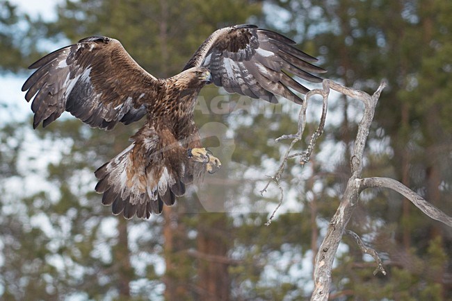 Steenarend in vlucht, Golden Eagle in flight stock-image by Agami/Han Bouwmeester,